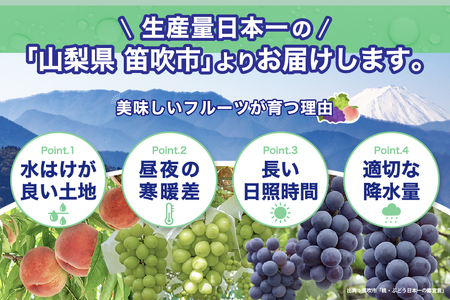 【2026年発送 先行予約】2回定期便 旬のフルーツ定期便（種無し黒葡萄1房・シャインマスカット1房）180-027-26y