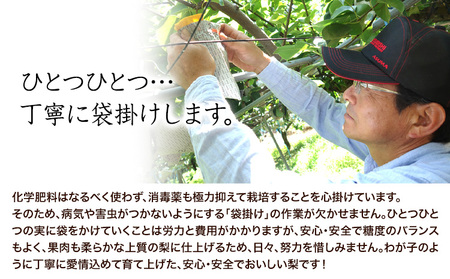『坂西果樹園』の豊水梨 期間限定 たっぷり約5kg(8-15玉前後)こだわり抜かれた栽培方法！予約受付中 熊本県玉名郡玉東町産『坂西果樹園』なし 豊水 果物 スイーツ フルーツ デザート スムージー 熊本県玉東町《8月中旬-9月中旬頃出荷》｜ブランド梨 人気梨 特産品梨 熊本県梨 玉東町梨 大人気返礼品