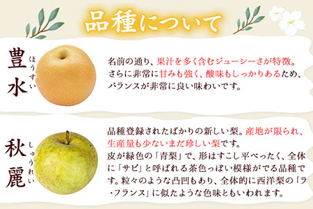 『谷口農園』の玉東梨 期間限定 たっぷり約3kg前後(約4-10玉前後)《8月中旬-10月上旬頃出荷》【日付指定・品種指定不可】 熊本県玉名郡玉東町『谷口農園』｜ブランド梨 人気 梨 特産品梨 熊本県 梨 玉東町梨 大人気返礼品