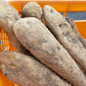 【秋掘り】十勝豊頃産 ながいも 5kg 【2026年12月上旬頃から出荷】（先行受付）【植村農場】