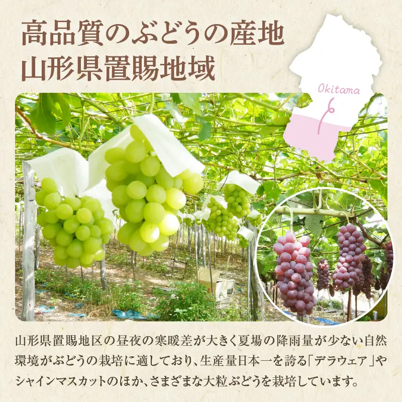 【先行予約】 令和8年産 ぶどう 種無し デラウェア 約1kg 山形