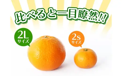 ボリューム満点！大玉  温州みかん 2kg ※秀優混合【2L～3Lサイズ】【2026年12月から2027年3月下旬頃に順次発送】＜味好農園＞/ 温州 蜜柑 みかん 柑橘 果物 フルーツ ミカン 甘い 美味しい【agy004-l-2】