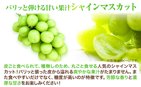 岡山白桃 2玉 & ピオーネ 380g & シャインマスカット 380g 詰合せ 【配送不可地域あり】