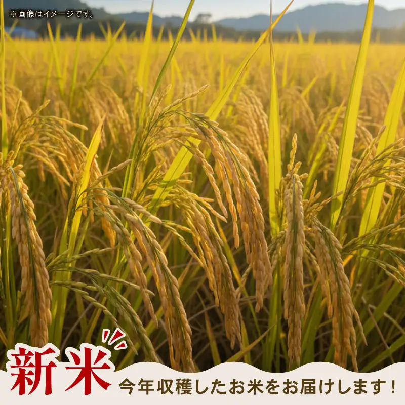 【先行予約】玄米 5㎏ コシヒカリ 令和8年度 玄米 6回定期便