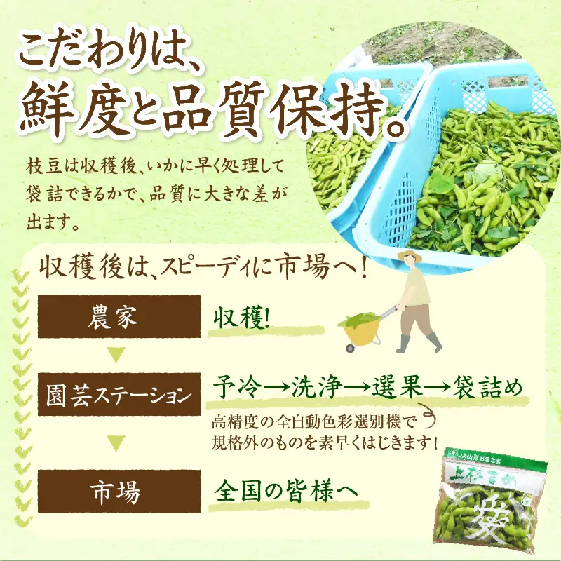 先行予約 令和8年産 枝豆 上杉まめ 秘伝 250g × 8袋 枝豆
