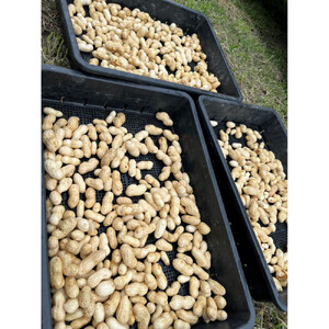 【先行受付・数量限定】愛知県豊田市産 【生落花生】 1.5kg（2026年9月中旬より発送予定）
