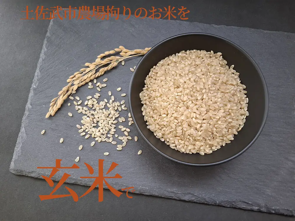 定期便 令和7年度産 【12回定期便】 玄米 コシヒカリ 10㎏  