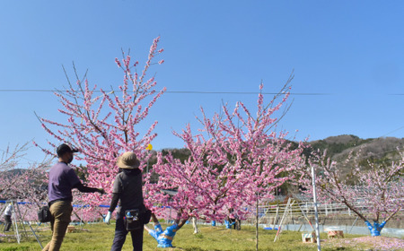 甘い桃「なつおとめ」上級品 5-7玉 (岡山県産) 【KF-A017-01】