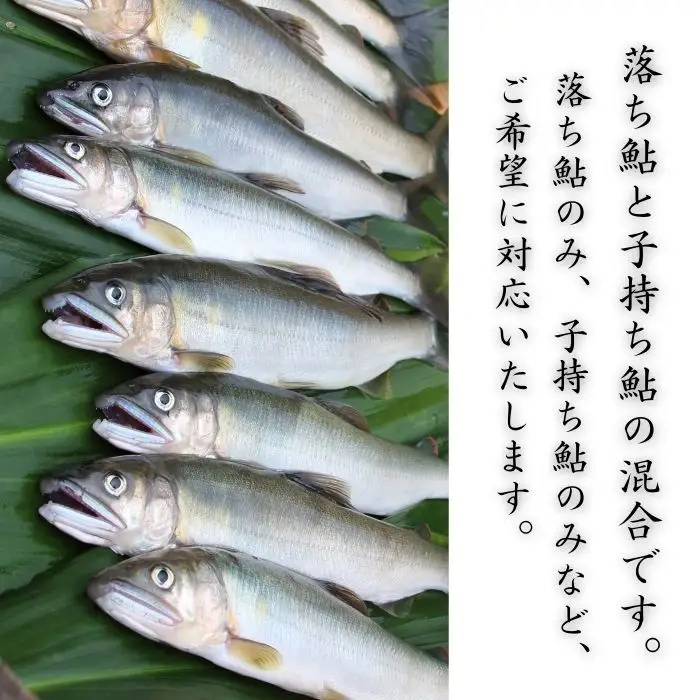 錦川産 天然鮎 冷凍 1kg 10匹程度 落ち鮎 子持ち アユ【錦川漁業協同組合】