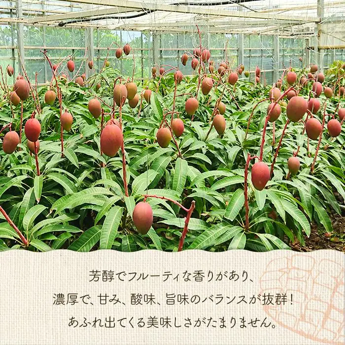 ＜2026年夏発送＞【家庭用】激うま！宮古島産アップルマンゴー1kg(2～3玉)ふれあいフルーツ宮古島(FA01)
