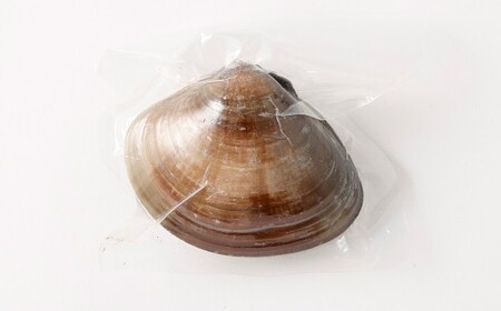 10年もの 桑名産 はまぐり  3粒入（ レトルト ） ハマグリ 蛤 貝 カイ 魚介 魚介類 海鮮 海の幸 常温
