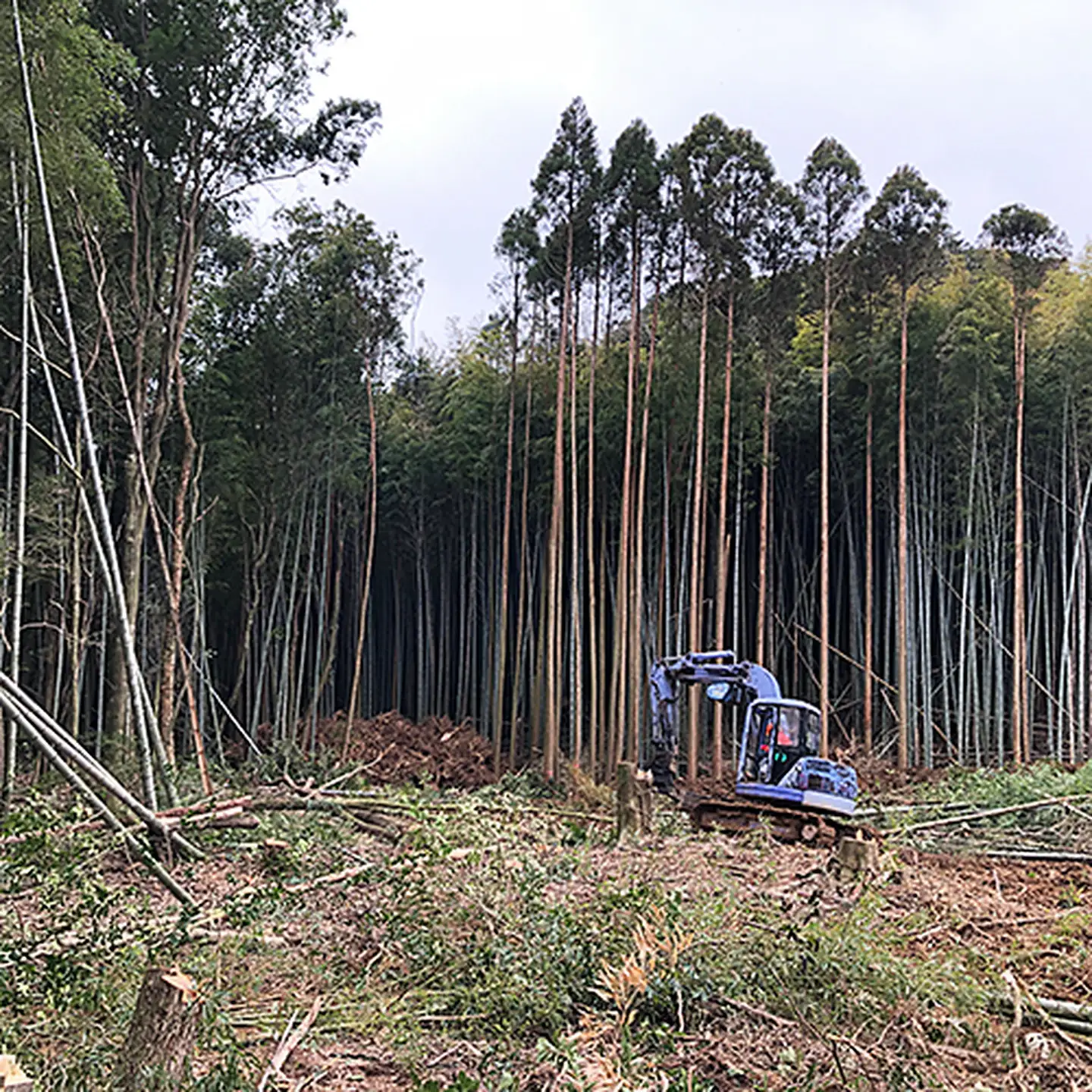 薪の王様「樫」：B140-032