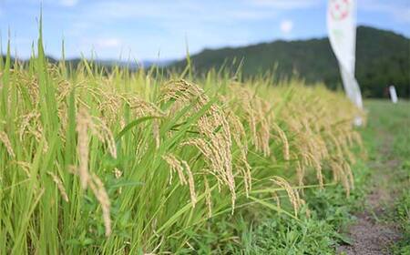 【定期3回】令和7年度 山形県産 雪若丸 5kg×3回 合計15kg 精米 白米 お米 米 米米 新米 ご飯 ごはん ゆきわかまる ブランド米 銘柄米 2025年産 令和7年度産 家庭用 自宅用 贈答用 お取り寄せ 食品 定期便 頒布会 毎月届く 山形県 戸沢村 F7W-0304
