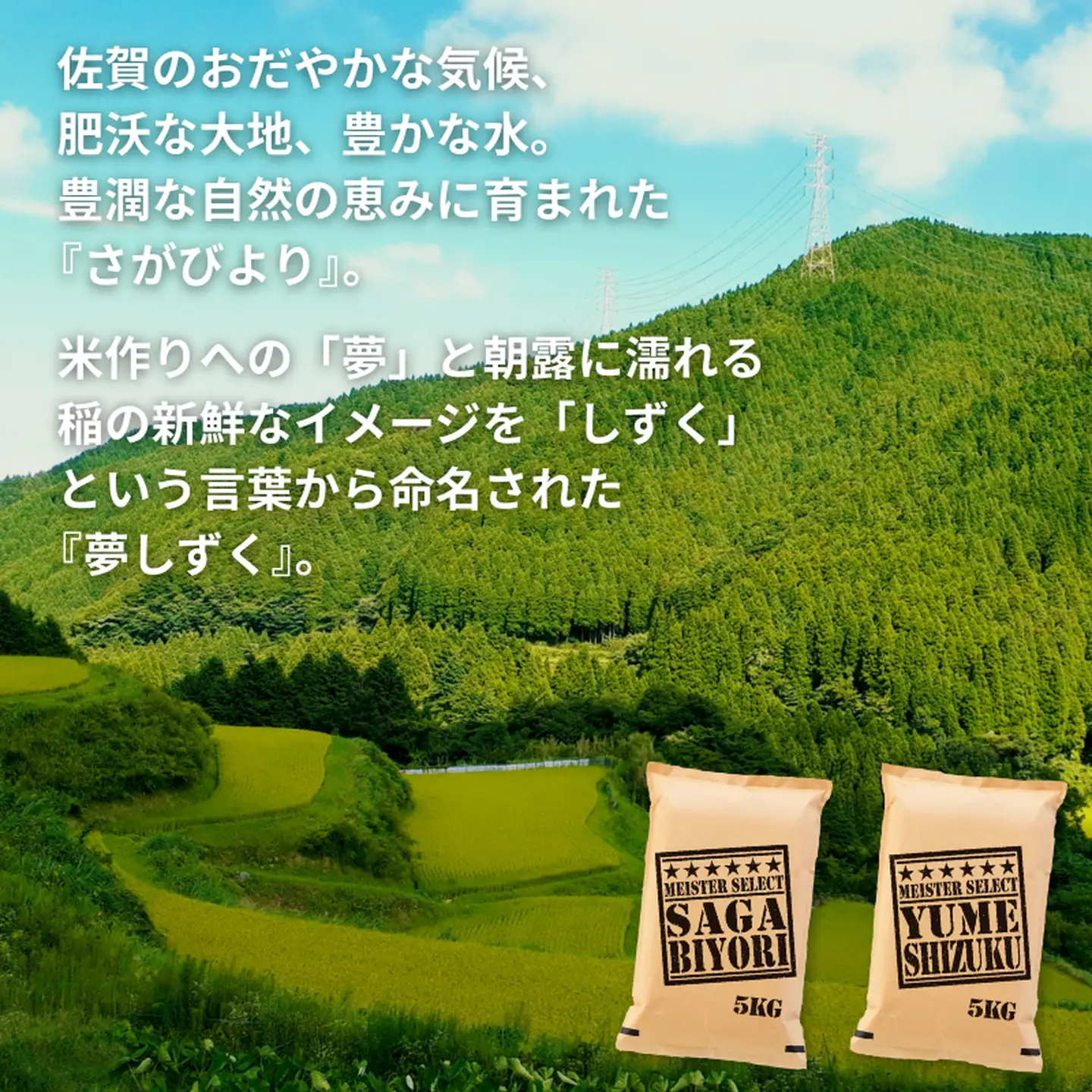 五つ星お米マイスターが厳選！【白米食べ比べ】さがびより5kg・夢しずく5kg 7年産 おこめ 米 ：B325-009
