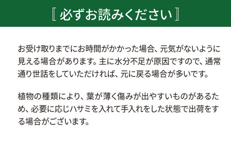電磁波吸収サボテン 『セレウス・ペルヴィアナス(セレウスサボテン) 』 糸島市 / cocoha 観葉植物 グリーン 緑 インテリア[AWB042]