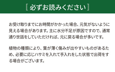 鮮やかなイエローグリーンが美しい 『フィロデンドロン・インペリアルゴールド』 グレースクエアポット付 糸島市 / cocoha 観葉植物 グリーン 緑 インテリア[AWB044]