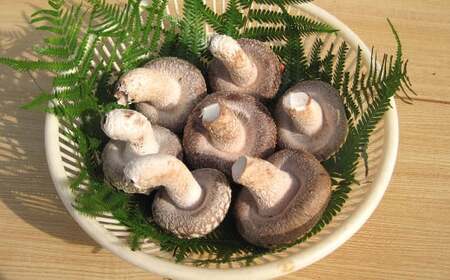 【2ヶ月毎 4回定期便】御在所肉厚生しいたけ 計約2kg 1回あたり約500g（計4回） 生しいたけ しいたけ 椎茸 シイタケ 肉厚 山菜 お取り寄せ 冷蔵