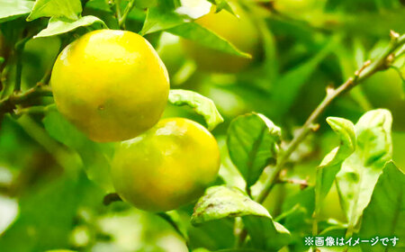 【先行予約】 極早生みかん 2S-2L 約5kg みかん 蜜柑 柑橘 フルーツ 果物 【日本フルーツ株式会社】[ZFJ054]