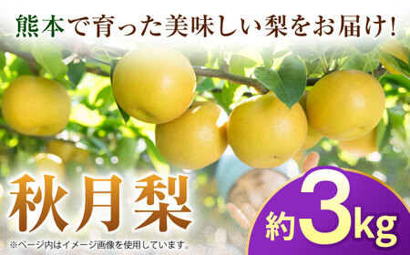 【先行予約】秋月梨　約3kg 梨 ナシ フルーツ 果物 【日本フルーツ株式会社】[ZFJ062]
