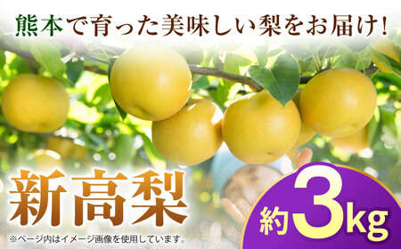 【先行予約】新高梨　約3kg 梨 ナシ フルーツ 果物 【日本フルーツ株式会社】[ZFJ064]