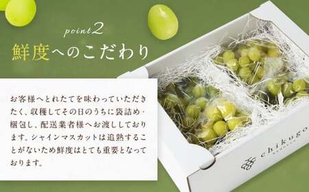 【訳あり】農園直送！ シャインマスカット 約2kg 【2026年9月上旬から10月上旬発送予定】 ぶどう マスカット 果物 フルーツ