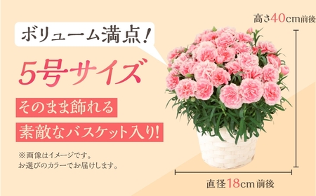 《母の日までにお届け》【いちごホイップ】カーネーション 鉢植え 5号鉢 花 フラワー ギフト 母の日 贈り物 プレゼント 母 ママ お母さん ありがとう 感謝 贈答 鉢