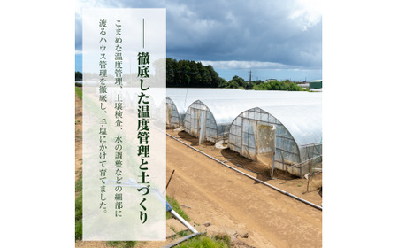 クインシーメロン（3玉入り1箱）計4.5kg