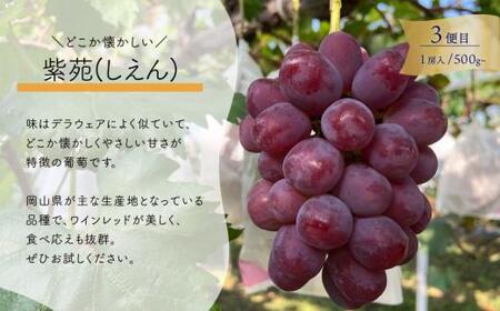 1房お試し定期便! ピオーネ・シャインマスカット・紫苑の3回便(定期便)(岡山県産) 【2026年先行予約】 【KF-T057-01】