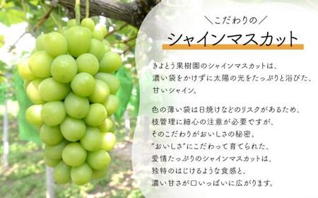 量より質！桃とシャインマスカット、上級品の2回便 (定期便) (岡山県産)  / 【2026年先行予約】8月10月 【KF-T060-02】