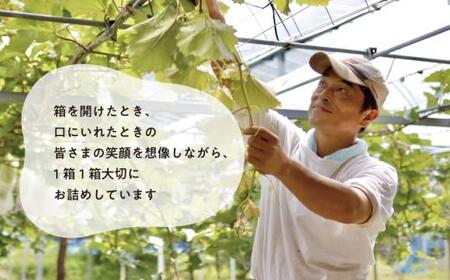 桃も葡萄もしっかり食べたい！旬桃とシャインマスカットの満足便 (定期便) (岡山県産) / 7月9月 【2026年先行予約】【KF-T061-02】