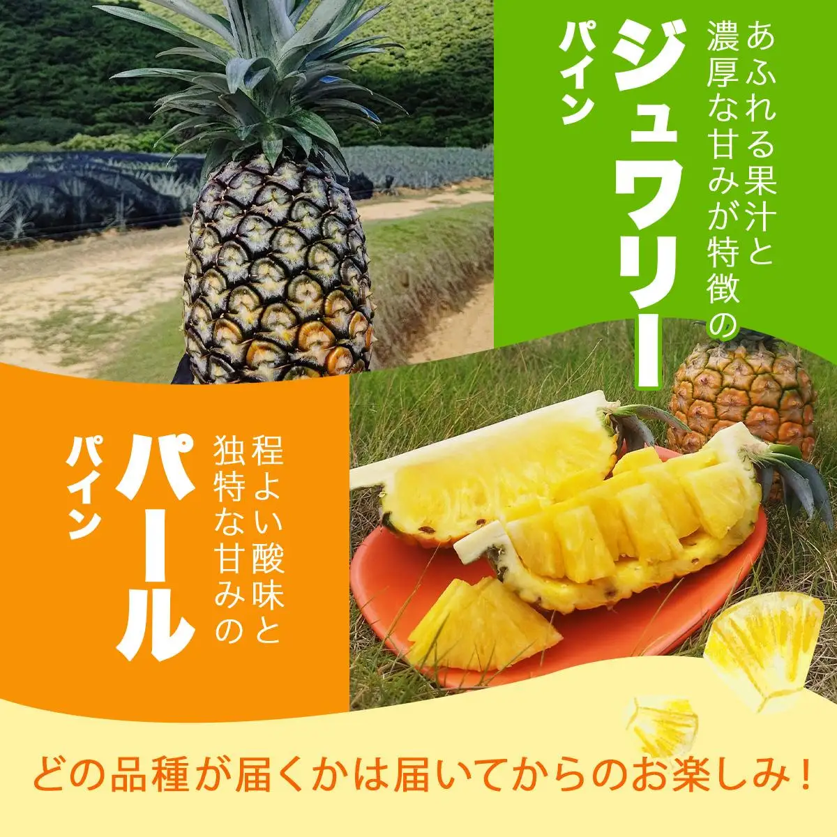 KABIRA パイナップル 訳あり 約3kg