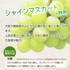 《2026年夏頃発送・先行受付》【ひのきファームランド】訳あり ぶぶぶどう詰め合わせ2kg ブブシャインマスカット 1kg ブブナガノパープル 1kg ぶどう マスカット 果物 フルーツ 233003