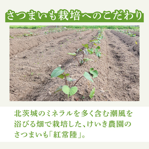 「特撰」干し芋紅常陸　丸干し 500ｇ【紅常陸 べにひたち さつまいも サツマイモ 甘い おいしい 袋詰め ギフトボックス 】(BV011)