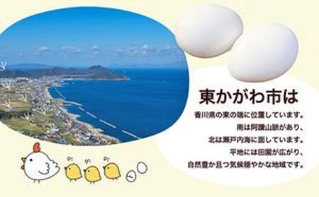 東かがわ市のたまご「鶏卵Mサイズ（10個×5P）」