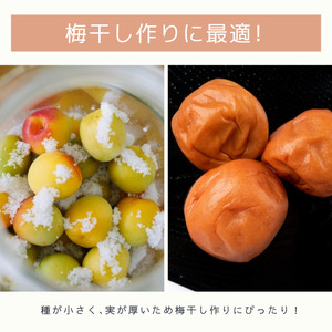 南高梅 約3kg (＋補償100g) 【秀品】完熟 2L以上 カキエモン農園【BX-kkem015】