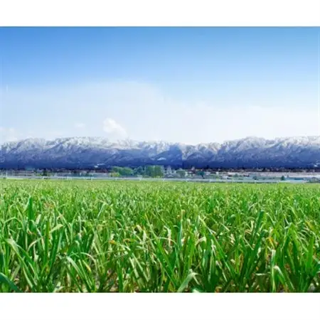 富山県産プレミアム熟成黒にんにく150g×3袋(砺波市)【1669212】