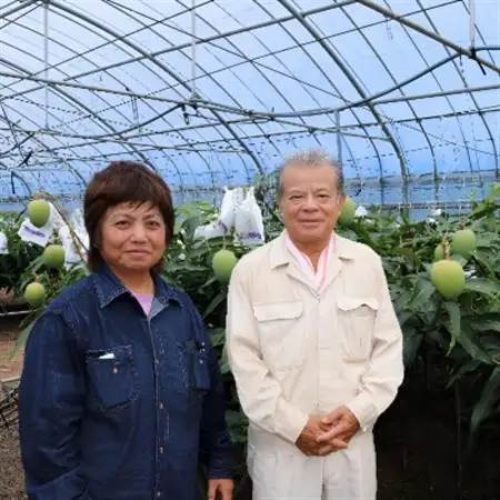 【先行受付・2026年7月から順次発送・家庭用】糸洲農園のアーウィンマンゴー1kg(2～3玉)【配送不可地域：離島】【1694623】