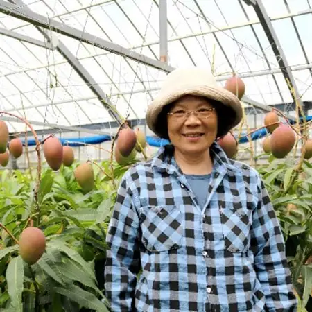 【2026年7月から順次発送・家庭用】内間マンゴー園のアーウィンマンゴー2kg(4～6玉)【配送不可地域：離島】【1695324】