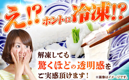 【お中元】アオリイカ 刺身用 500g [JCC023] イカ刺し