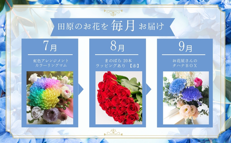 日常にお花がある暮らし タハナ 12回 定期便 フラワーアレンジメント 花 お花 花束 ブーケ 季節 ギフト お祝い 誕生日 記念日 ギフト プレゼント インテリア お洒落 マム カラーマム 愛知県 田原市 バラ ばら 薔薇 花束 花 愛知県 田原市 フラワー 観葉植物