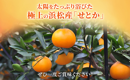 【2027年2月以降発送】せとか 約1Kg 5～7個 柑橘の最高峰 かんきつ 柑橘 みかん ミカン 蜜柑 人気 静岡 浜松市