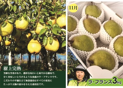 【定期便：全３回】アルコアーナ農園のフルーツ定期便Ｃコース（和梨、シャインマスカット、ラ・フランス）　0148-2606