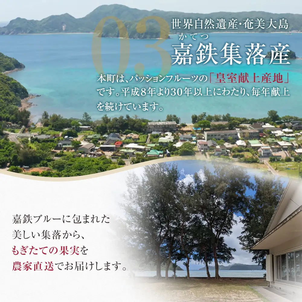 先行受付【農薬・除草剤不使用】奄美大島農家直送　樹上完熟パッションフルーツ約１kg | パッションフルーツ