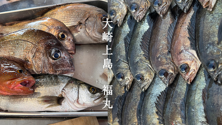 大崎上島 鮮魚 セット 5～5.5kg 