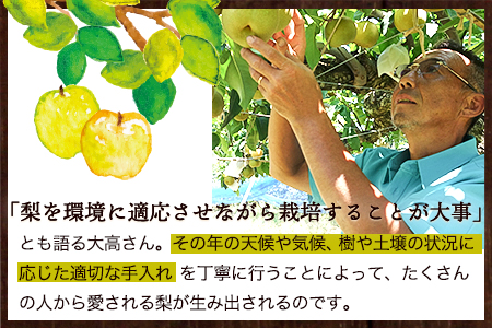 大高フルーツの旬の梨(幸水/豊水/秋麗/あきづき/甘太/新高)★約3kg(5-12玉前後) 予約受付中 フルーツ 秋 旬★熊本県玉名郡玉東町 《8月中旬-10月上旬頃出荷》｜ブランド梨 人気梨 特産品梨 熊本県梨 玉東町梨 大人気返礼品 