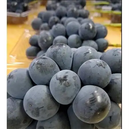 【2026発送予定】農家朝どり種無し巨峰　3～5房入り　山梨市産地直送　約2kg以上【配送不可地域：離島】【1178163】