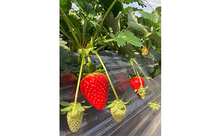 先行予約 【2回定期】いちご 古都華 約270g ×2パック フルーツ 果物 旬 産地直送 旬のフルーツ 旬の果物 お取り寄せ おやつ デザート 希少 ことか 苺 冷蔵 冷蔵配送 奈良 奈良県 BN001