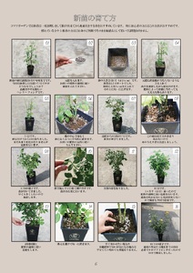 バラ苗鉢植え「カシスオレンジ」 [h190]