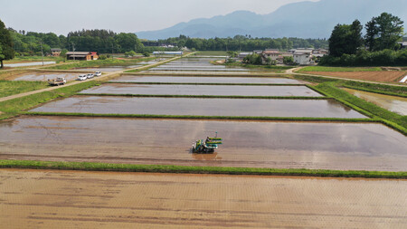山梨県北杜市産 コシヒカリ 玄米10kg  お米 米 玄米 10kg おいしい 粘り 上品な甘さ つや お弁当 おにぎり 山梨県 北杜市 [h358]