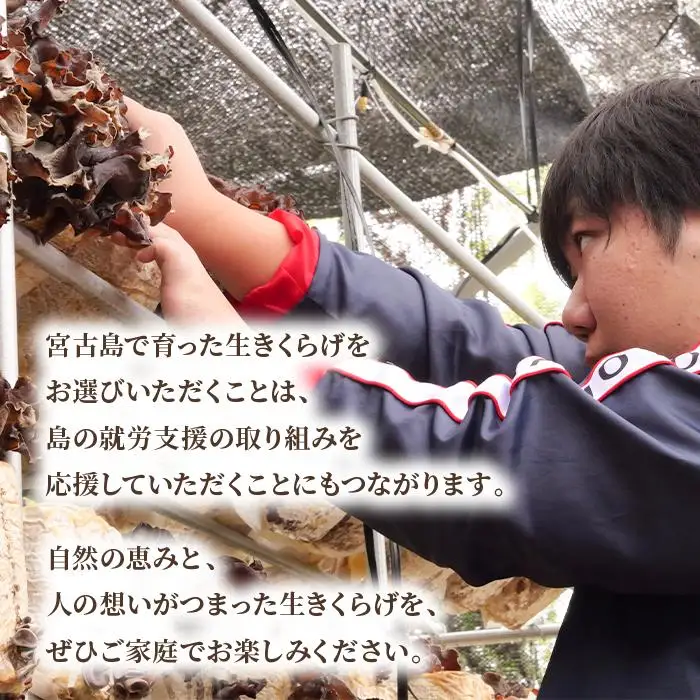 宮古島産生きくらげ（５パック）（KD01）